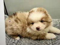 Lucy, a female Miniature Australian Shepherd for sale in Cherokee, NC – 3 of 3