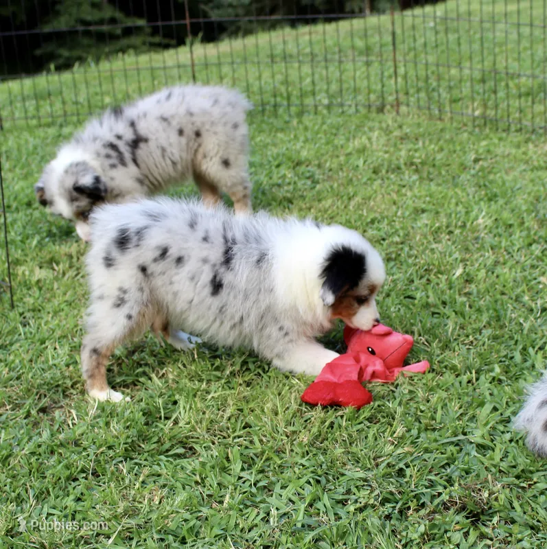 Bonnie – Miniature Australian Shepherd, Miniature American Shepherd puppy for sale in Cherokee, NC