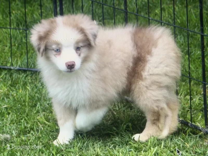 Lucy – Miniature Australian Shepherd puppy for sale in Cherokee, NC
