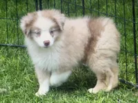 Lucy, a female Miniature Australian Shepherd for sale in Cherokee, NC – 1 of 9