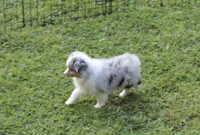 Shelby, a female Miniature Australian Shepherd and Miniature American Shepherd for sale in Cherokee, NC – 2 of 3