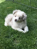 Lilly, a female Miniature Australian Shepherd for sale in Cherokee, NC – 2 of 5