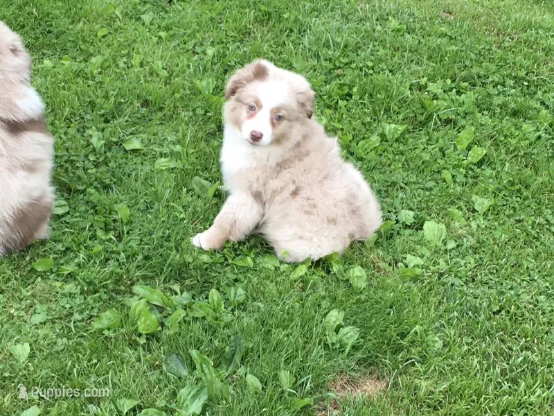 Annie – Miniature Australian Shepherd puppy for sale in Cherokee, NC