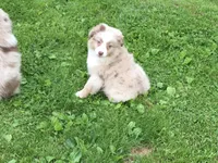 Annie, a female Miniature Australian Shepherd for sale in Cherokee, NC – 1 of 4
