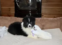 Misty, a female Border Collie for sale in Cherokee, NC – Photo 4 of 5