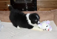 Misty, a female Border Collie for sale in Cherokee, NC – Photo 2 of 5