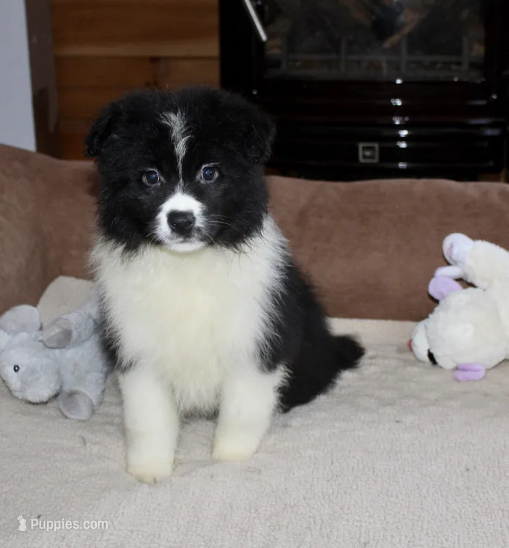 Misty – Border Collie puppy for sale in Cherokee, NC
