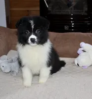 Misty, a female Border Collie for sale in Cherokee, NC – Photo 1 of 5
