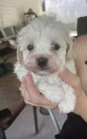 puppy love for the VIP when only the best will do !!!!, a female Maltipoo for sale in Ocean Springs, MS – 2 of 10