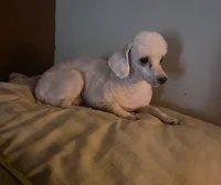 puppy love for the VIP when only the best will do !!!!, a female Maltipoo for sale in Ocean Springs, MS – 6 of 10