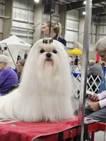 puppy love for the VIP when only the best will do !!!!, a female Maltipoo for sale in Ocean Springs, MS – 9 of 10