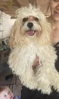 puppy love for the VIP when only the best will do !!!!, a female Maltipoo for sale in Ocean Springs, MS – 3 of 10