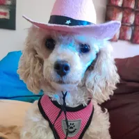 puppy love for the VIP when only the best will do !!!!, a female Maltipoo for sale in Ocean Springs, MS – 8 of 10