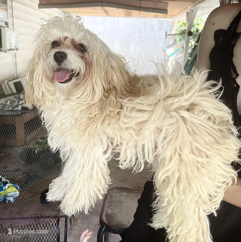 puppy love ! – Maltipoo puppy for sale in Ocean Springs, MS