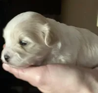 puppy love for the VIP when only the best will do !!!!, a female Maltipoo for sale in Ocean Springs, MS – 7 of 10