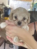 puppy love for the VIP when only the best will do !!!!, a female Maltipoo for sale in Ocean Springs, MS – 10 of 10