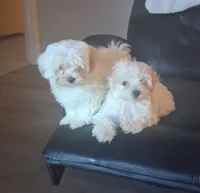 puppy love for the VIP when only the best will do !!!!, a female Maltipoo for sale in Ocean Springs, MS – 4 of 10
