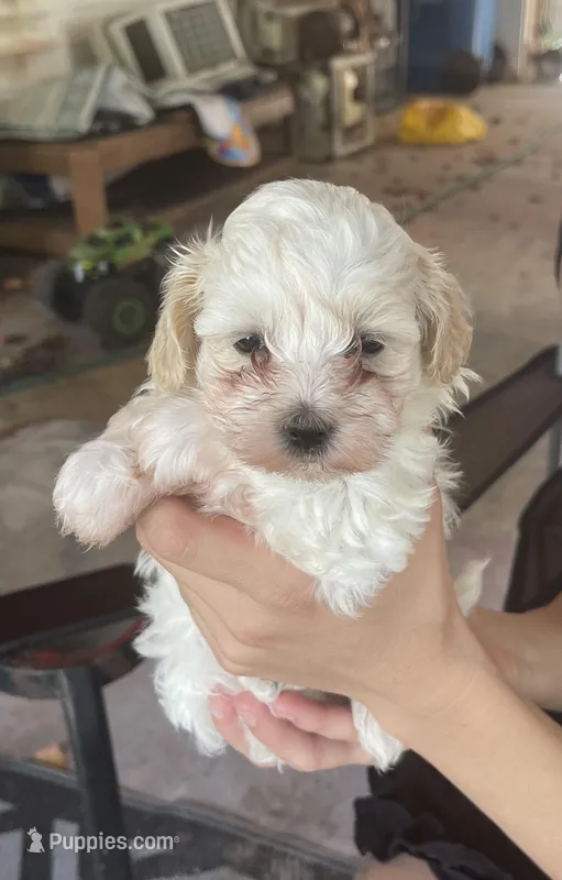 puppy love for the VIP when only the best will do !!!! – Maltipoo puppy for sale in Ocean Springs, MS