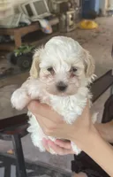 puppy love for the VIP when only the best will do !!!!, a female Maltipoo for sale in Ocean Springs, MS – 1 of 10
