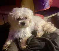 puppy love for the VIP when only the best will do !!!!, a female Maltipoo for sale in Ocean Springs, MS – 5 of 10