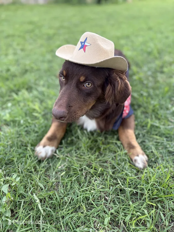 Orion, ASDR – Australian Shepherd puppy for sale in New Braunfels, TX