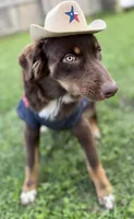 Orion, ASDR, a male Australian Shepherd for sale in New Braunfels, TX – 3 of 9