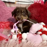 Orion, ASDR, a male Australian Shepherd for sale in New Braunfels, TX – Photo 4 of 10