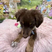 Orion, ASDR, a male Australian Shepherd for sale in New Braunfels, TX – Photo 6 of 10