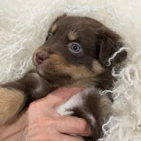 Orion, ASDR, a male Australian Shepherd for sale in New Braunfels, TX – Photo 8 of 10