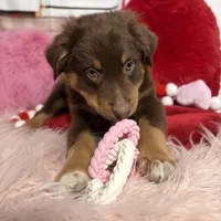 Orion, ASDR, a male Australian Shepherd for sale in New Braunfels, TX – Photo 9 of 10
