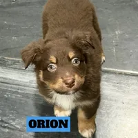 Orion, ASDR, a male Australian Shepherd for sale in New Braunfels, TX – Photo 2 of 10
