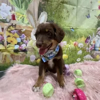 Orion, ASDR, a male Australian Shepherd for sale in New Braunfels, TX – Photo 5 of 10