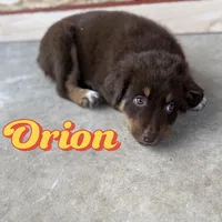 Orion, ASDR, a male Australian Shepherd for sale in New Braunfels, TX – Photo 7 of 10