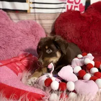 Orion, ASDR, a male Australian Shepherd for sale in New Braunfels, TX – Photo 10 of 10