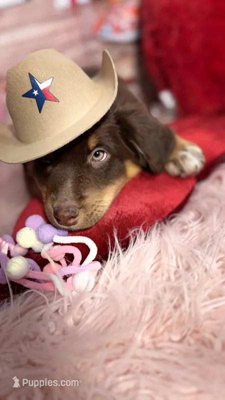 Orion, ASDR – Australian Shepherd puppy for sale in New Braunfels, TX