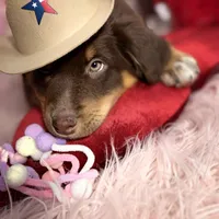 Orion, ASDR, a male Australian Shepherd for sale in New Braunfels, TX – Photo 1 of 10