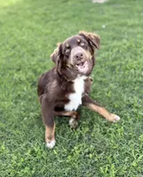 Orion, ASDR, a male Australian Shepherd for sale in New Braunfels, TX – 2 of 9