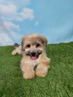 Gizmo, a male Shihpoo for sale in Henderson, NV – 3 of 5