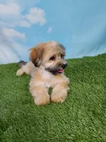 Gizmo, a male Shihpoo for sale in Henderson, NV – 2 of 5