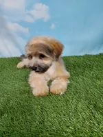 Gizmo, a male Shihpoo for sale in Henderson, NV – 4 of 5