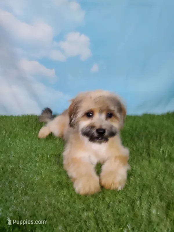 Gizmo – Shihpoo puppy for sale in Henderson, NV