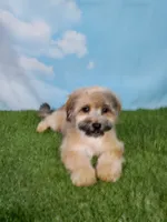 Gizmo, a male Shihpoo for sale in Henderson, NV – 1 of 5