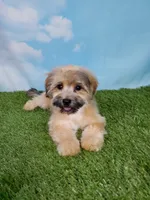 Gizmo, a male Shihpoo for sale in Henderson, NV – 5 of 5