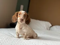 Moss, a male Miniature Dachshund for sale in Jemison, AL – 1 of 6