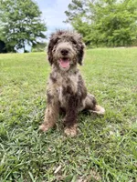 Rocco, a male Labradoodle for sale in Jemison, AL – 1 of 3