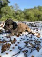 Winifred, a female Miniature Dachshund for sale in Jemison, AL – 3 of 4