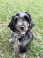 Apollo , a male Labradoodle for sale in Jemison, AL – 3 of 6