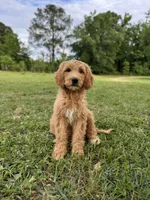 Honey , a female Labradoodle and Poodle - Standard  for sale in Jemison, AL – 2 of 3