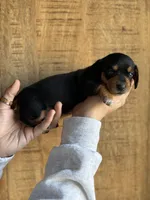 Cupid , a male Miniature Dachshund for sale in Jemison, AL – Photo 4 of 4