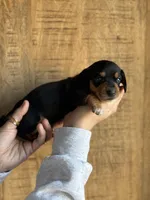 Cupid , a male Miniature Dachshund for sale in Jemison, AL – Photo 2 of 4